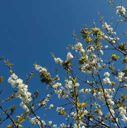 Une détox de printemps avec les bourgeons