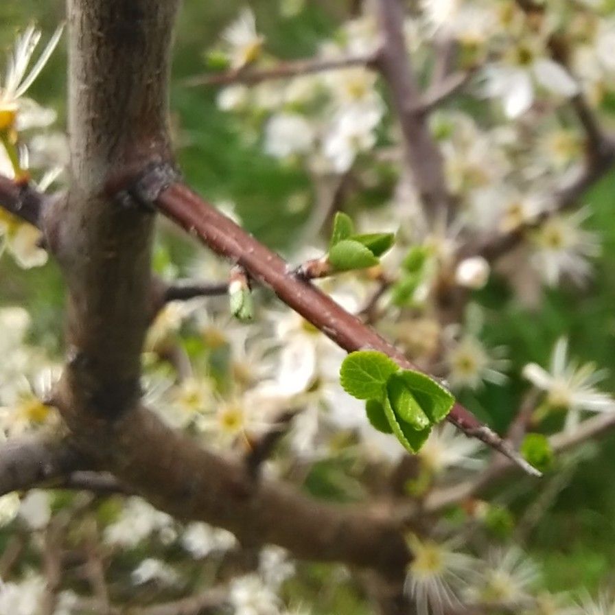 Le Prunellier, un bourgeon méconnu aux vertus étonnantes