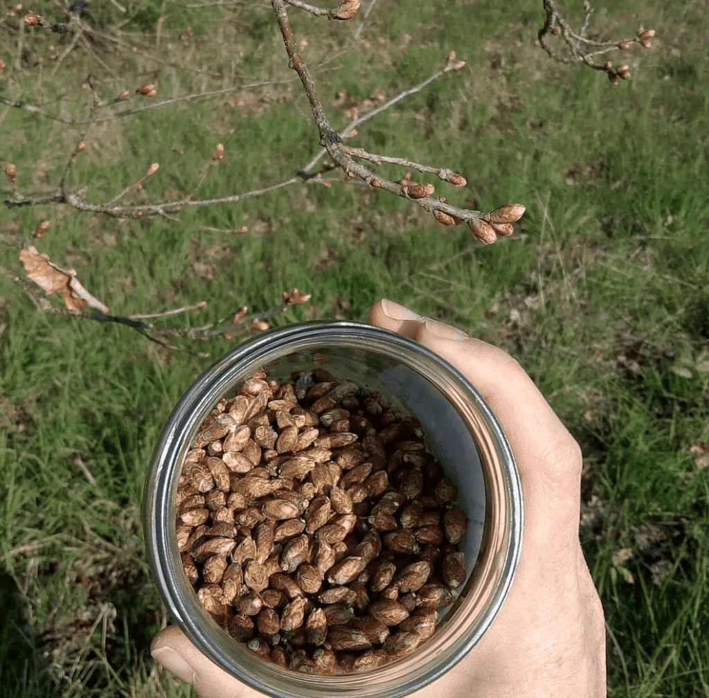 Réflexion autour de l'origine de nos bourgeons