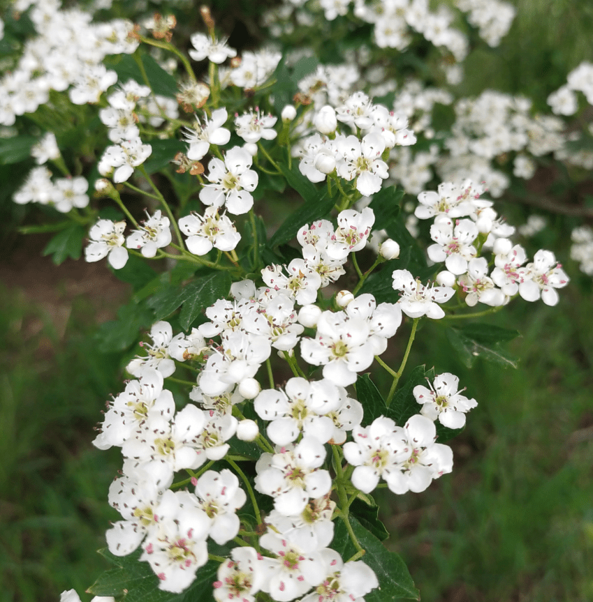 Bourgeon d'Aubépine