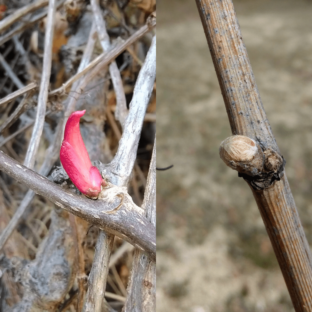 Vigne, vigne vierge ou vigne rouge en gemmothérapie : quelles différences et indications ?