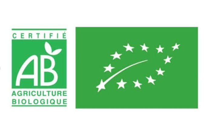 Bouleau verruqueux