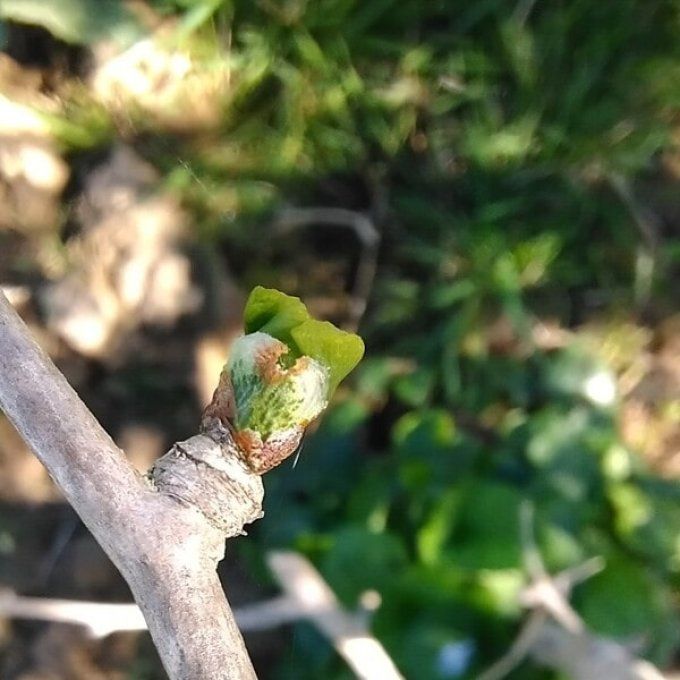 Ginkgo